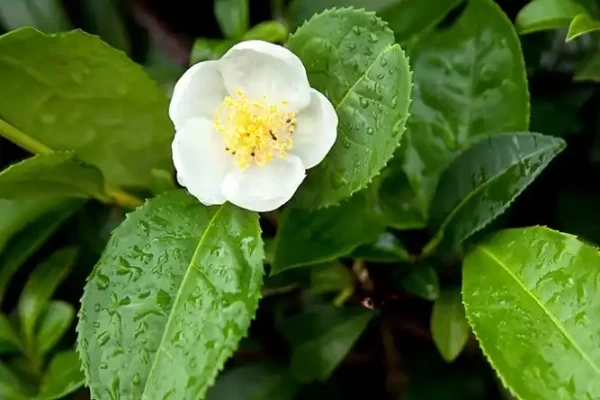 Thea sinensis