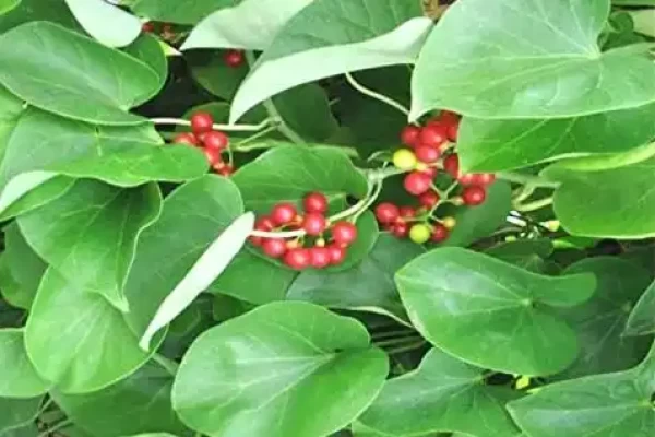 Tinospora cordifolia