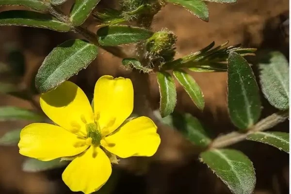 Tribulus terrestris