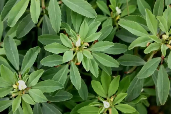 Trigonella feenugracum