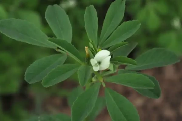 Trigonella foenum graecum