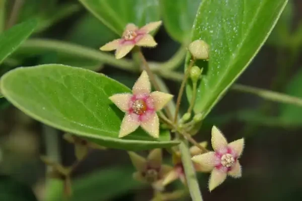 Tylophora indica
