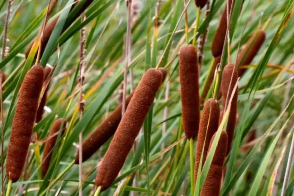 Typha angustata
