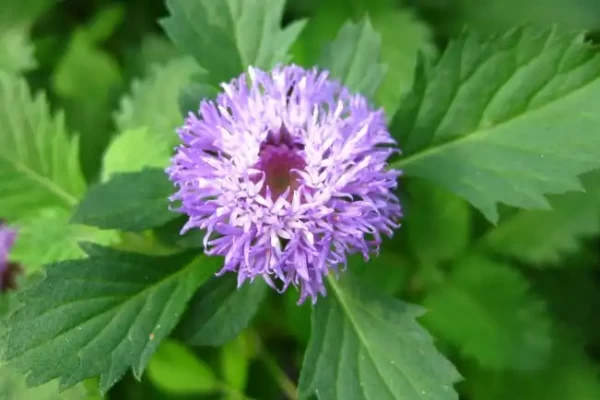Vernonia anthelmintica