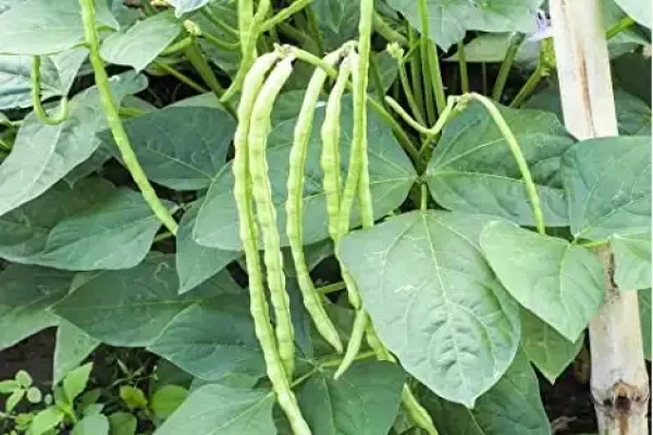 Vigna sinensis