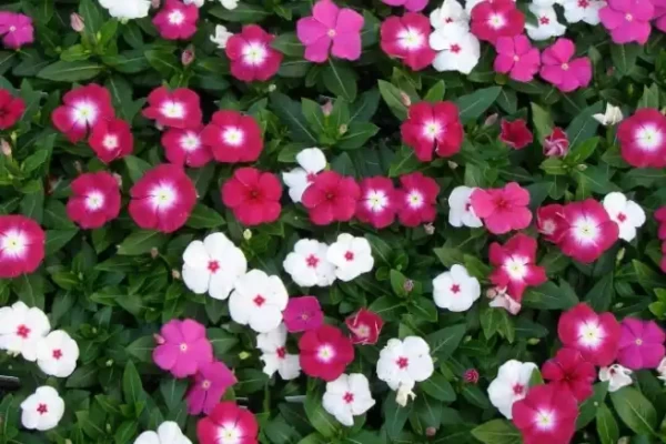 Vinca rosea