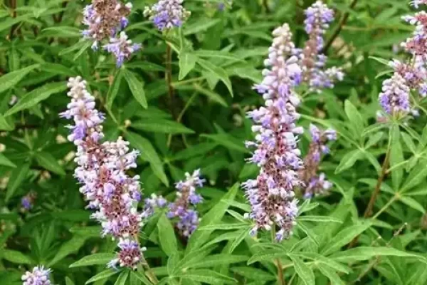 Vitex negundo