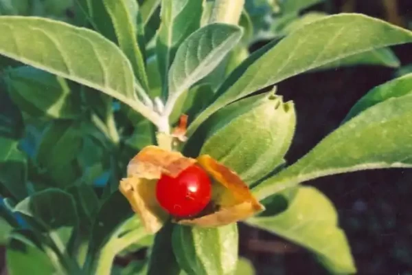 Withania somnifera