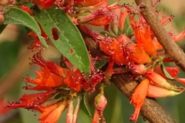 Woodfordia fruticosa