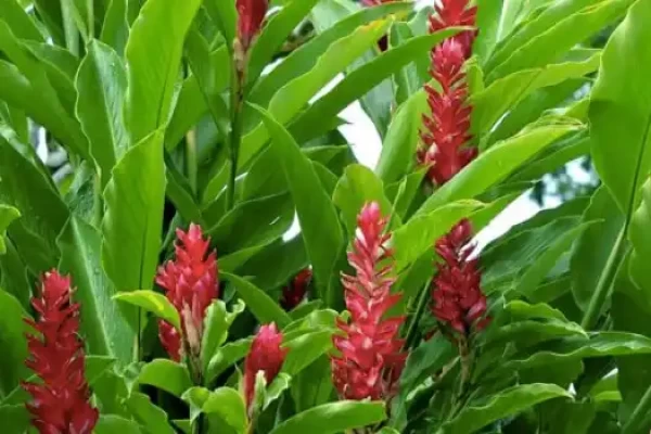 Zingiber officinale