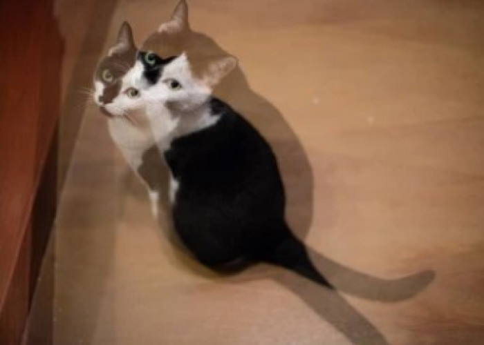 Double vision