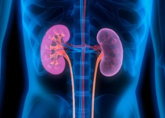 Kidney inflammation