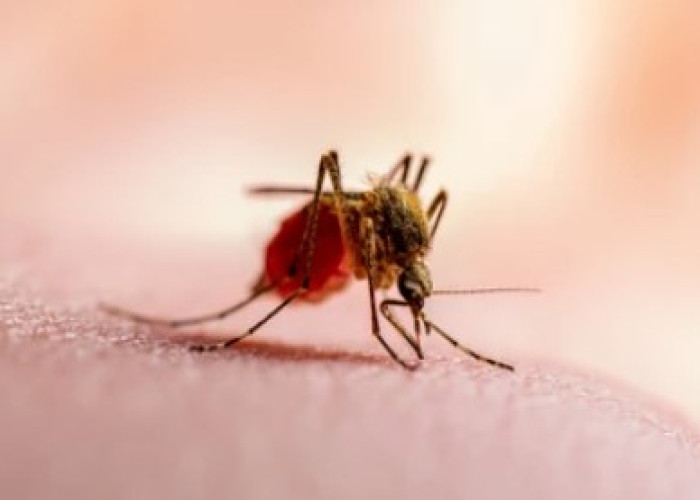 Malaria fever