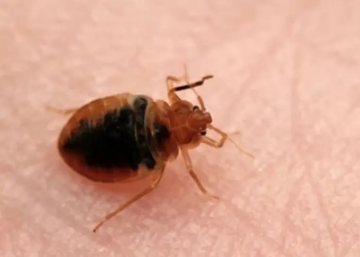 Bedbugs