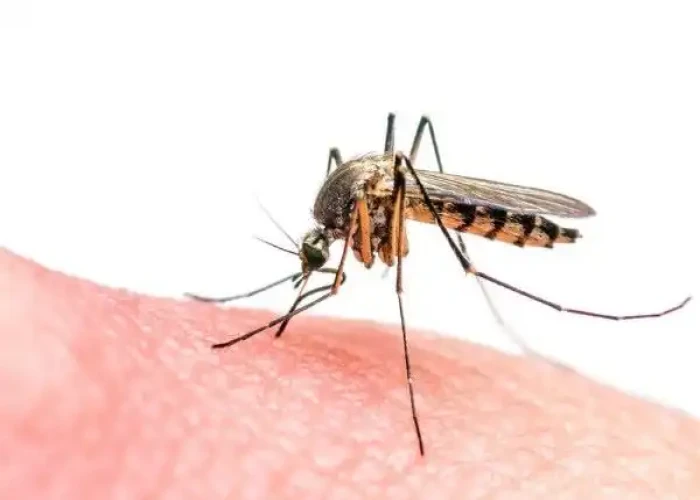 Zika virus