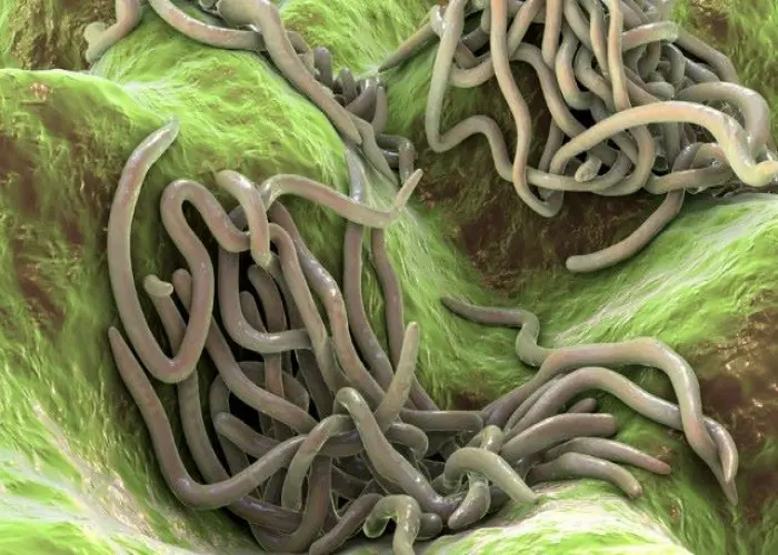 Hook Worm