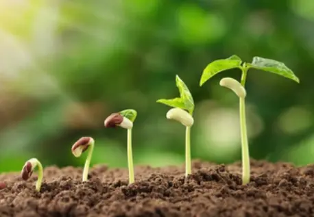 Growth