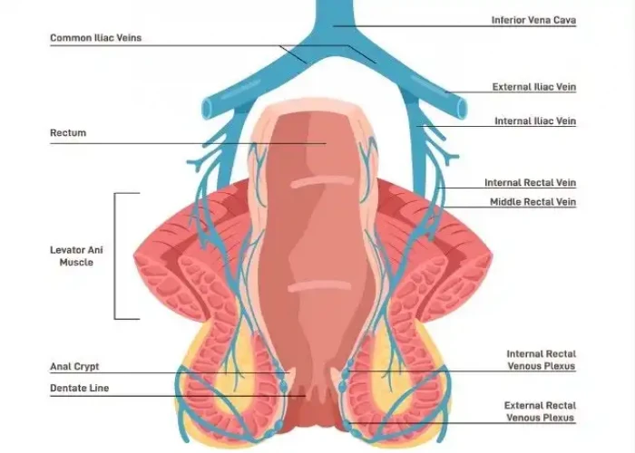 Anus