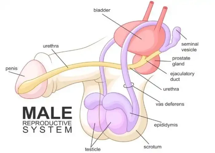 Bulbourethral glands