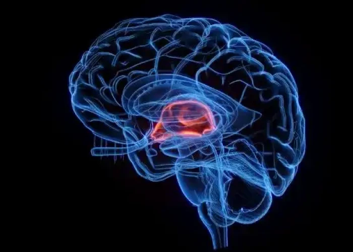 Choroid plexus Ventricular system