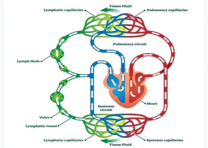 Interstitium