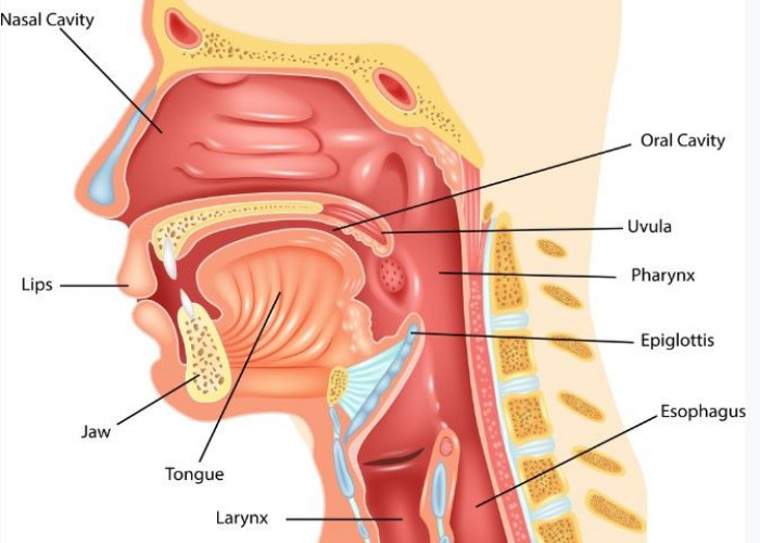 Pharynx