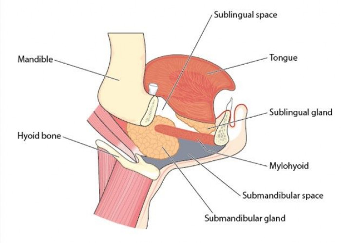 Sublingual glands
