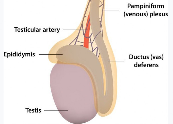 Vas deferens