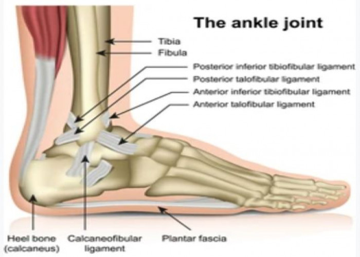 Ankle