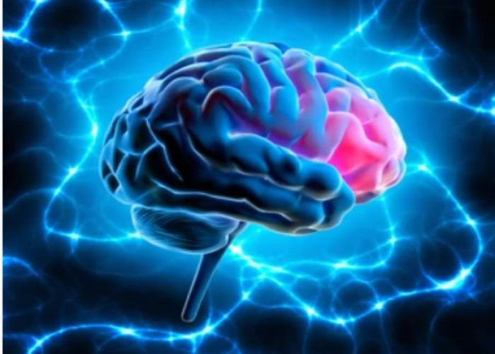 Brain