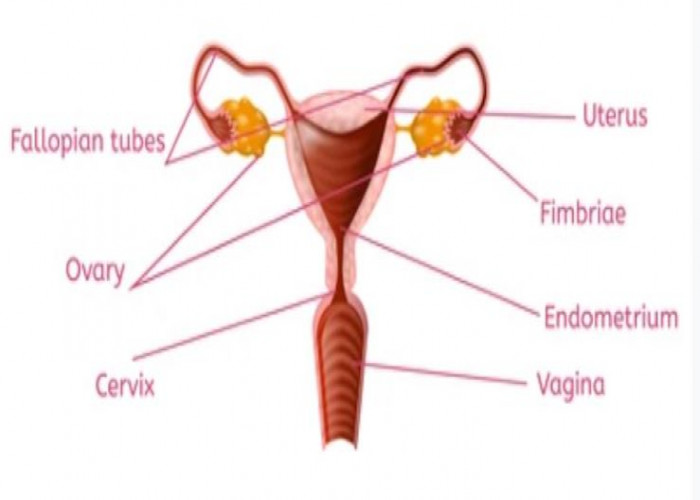 Cervix