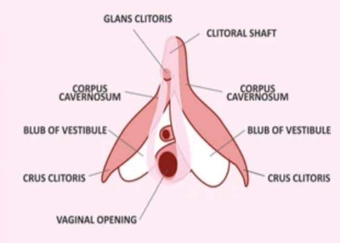 Clitoris