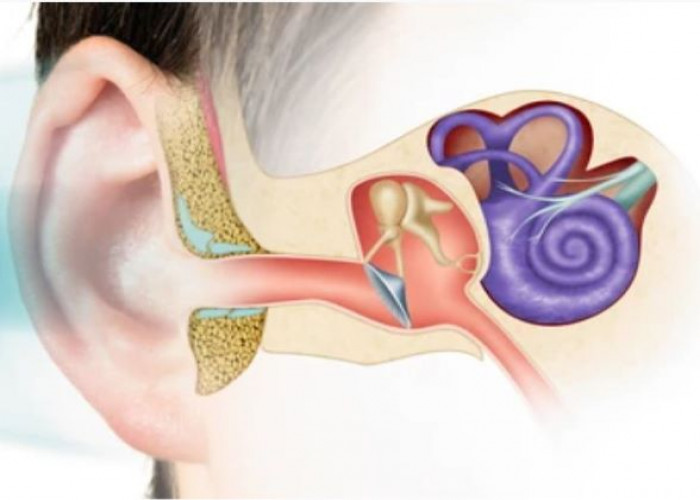 Cochlea Inner ear