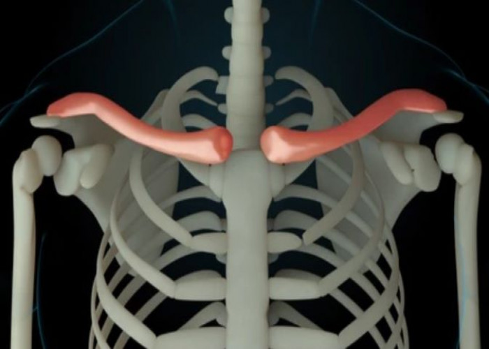 Collarbone