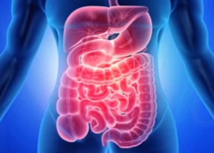 Colon