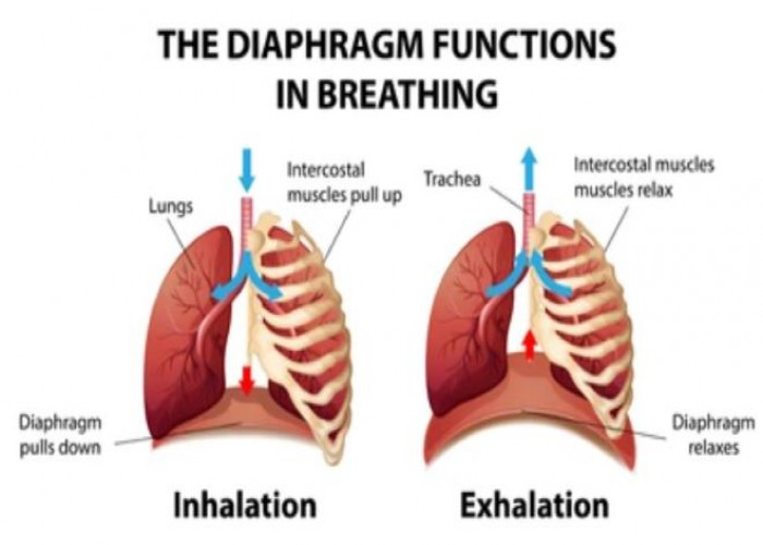 Diaphragm