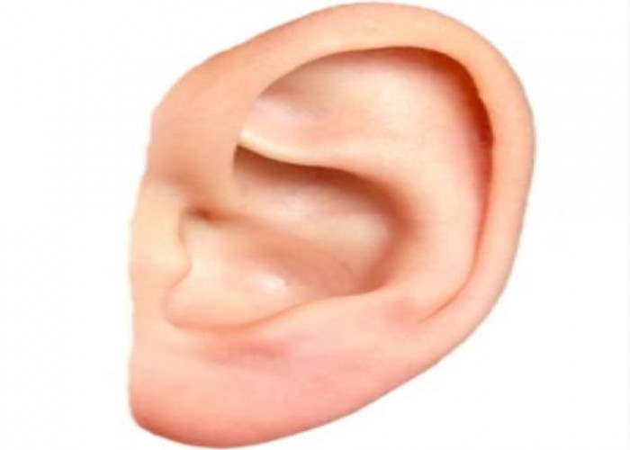 Ear