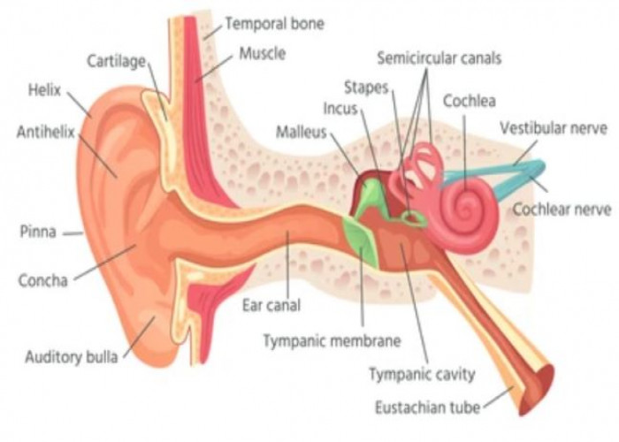 Eardrum