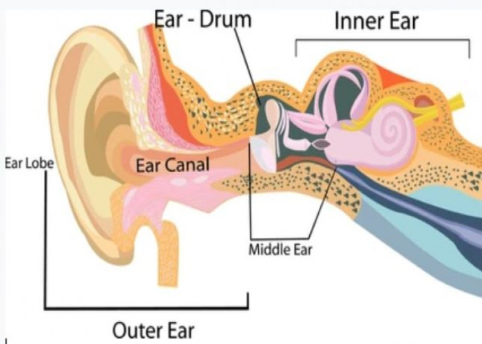 Earlobe Outer ear