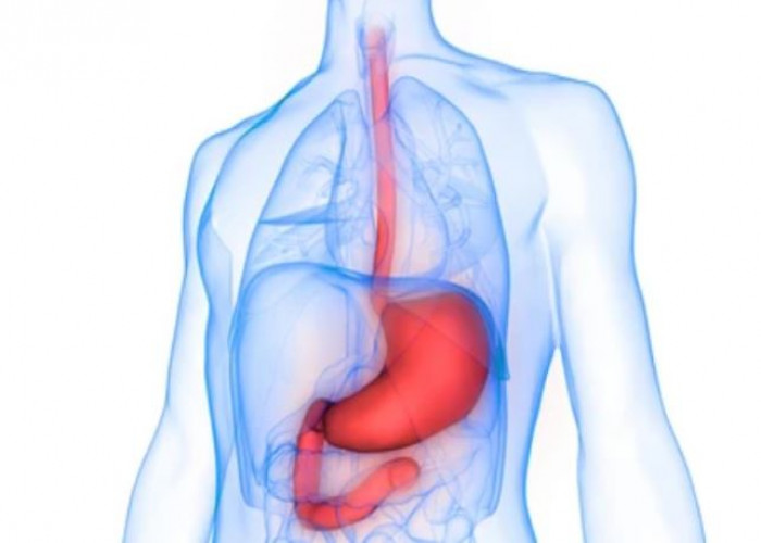 Esophagus