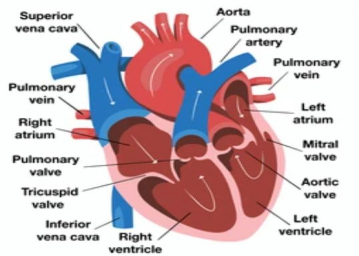 Heart