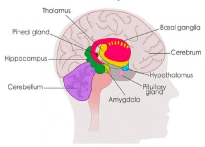 Hypothalamus
