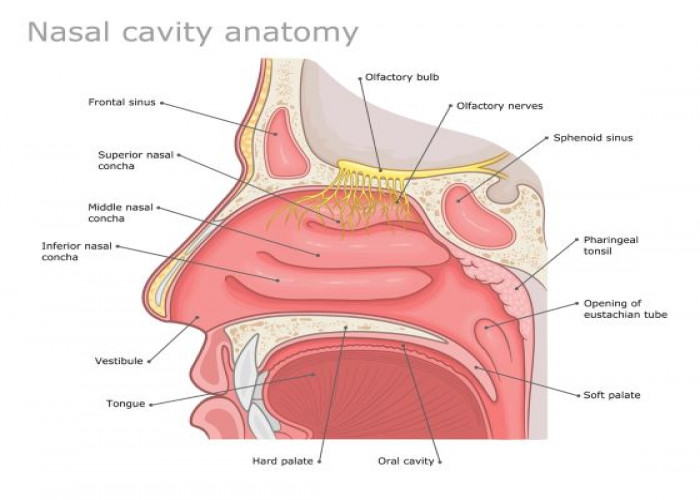 Nasal cavity
