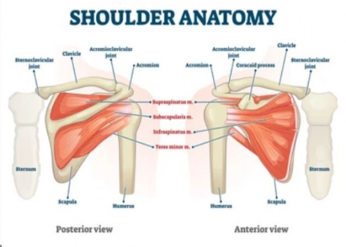 Shoulder