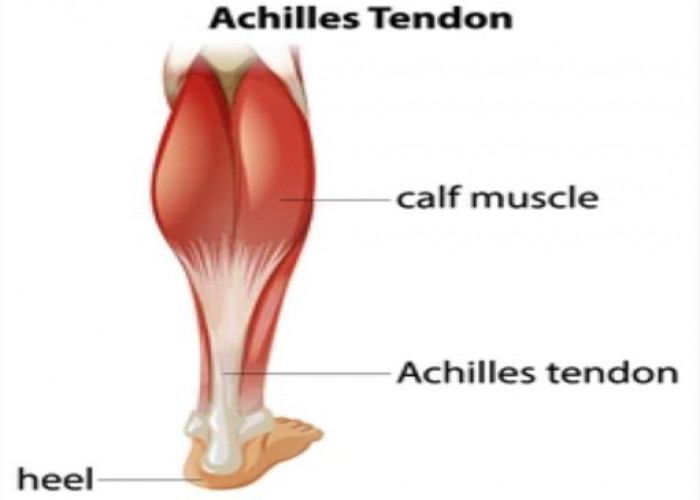 Tendons