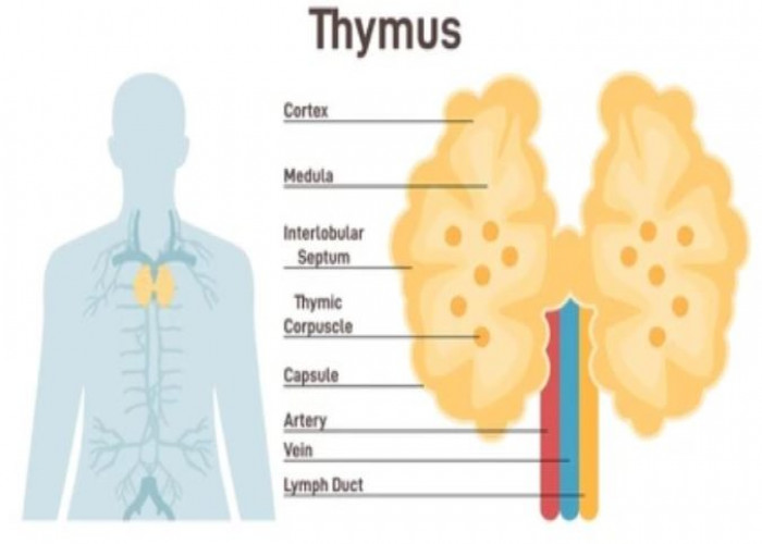 Thymus