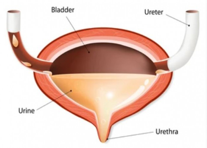 Urethra