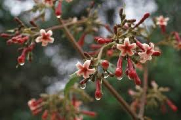 Cascarilla