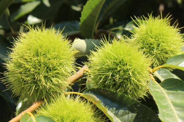 Castanea vesca