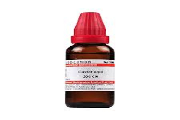 Castor equi